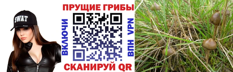 Псилоцибиновые грибы прущие грибы  OMG ONION  Усть-Лабинск 